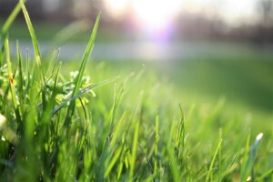 lawn care business startup kit