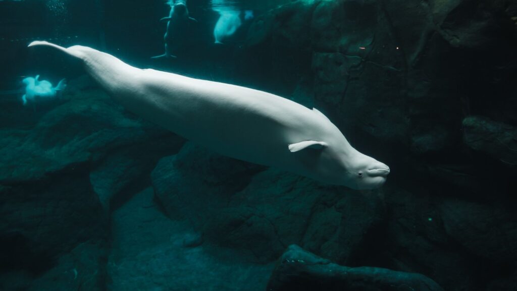 cute:vei_-5bcdym= beluga